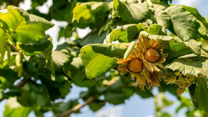 Herbstfruchtpflanzen für eine schöne und produktive essbare Landschaftsgestaltung 