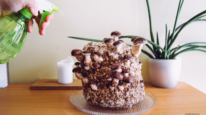 Cultivo de hongos en otoño:una guía sencilla para principiantes 