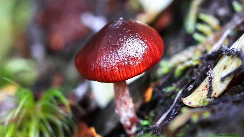 Cultivo de hongos en otoño:una guía sencilla para principiantes 