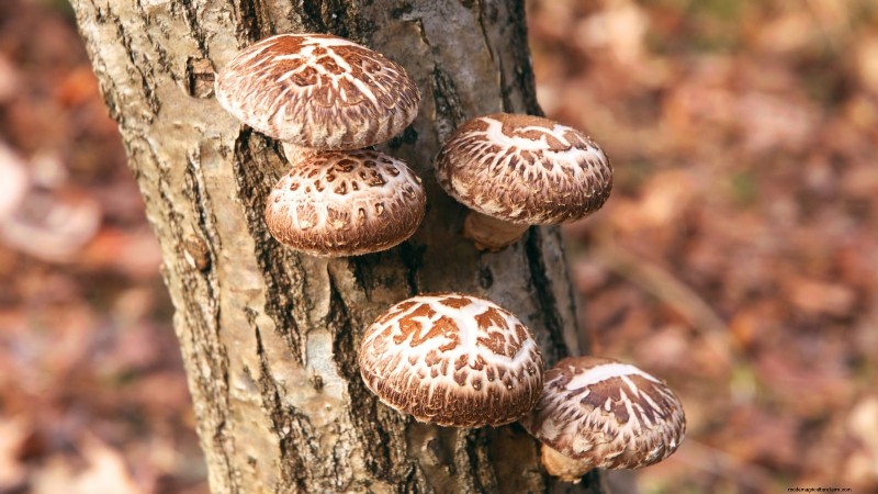 Cultivo de hongos en otoño:una guía sencilla para principiantes 