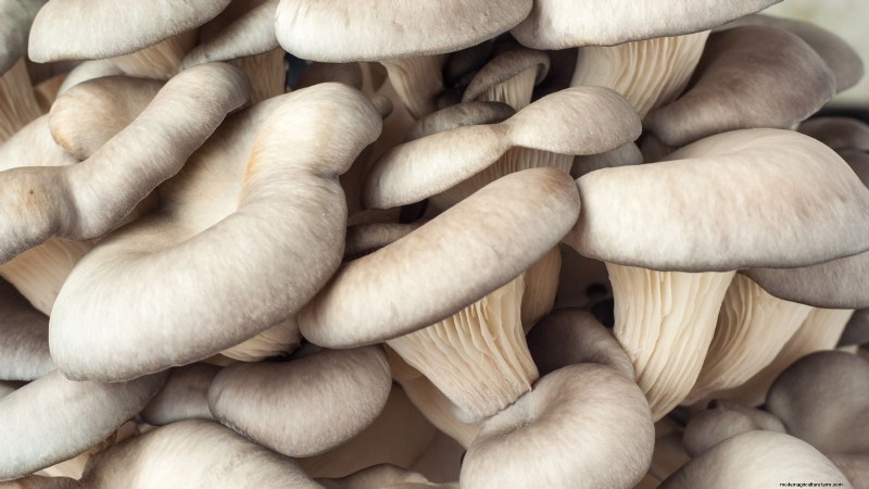Cultivo de hongos en otoño:una guía sencilla para principiantes 