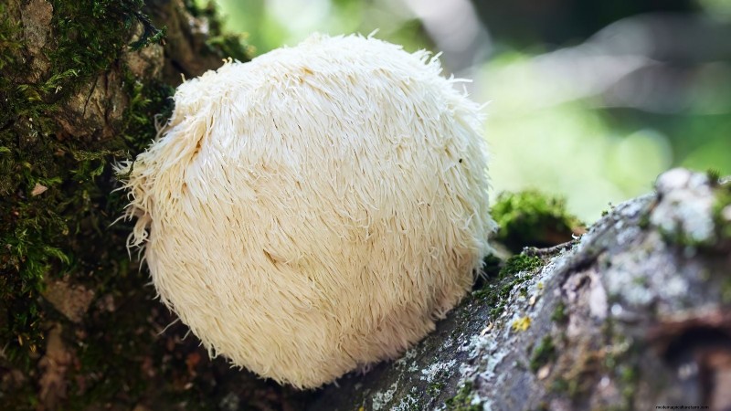 Cultivo de hongos en otoño:una guía sencilla para principiantes 
