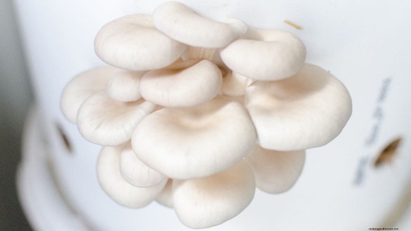 Cultivo de hongos en otoño:una guía sencilla para principiantes 