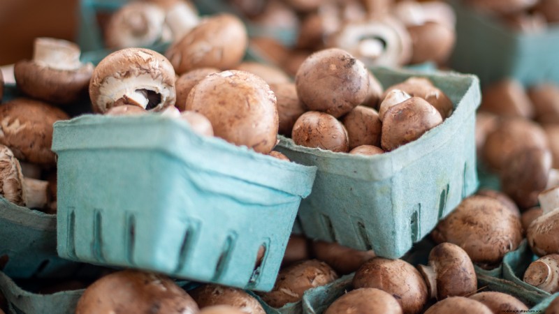 Cultivo de hongos en otoño:una guía sencilla para principiantes 