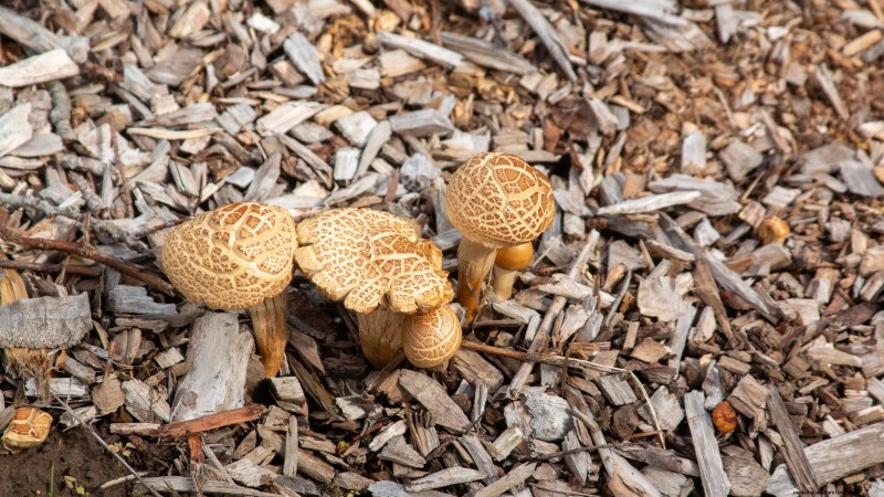 Cultivo de hongos en otoño:una guía sencilla para principiantes 