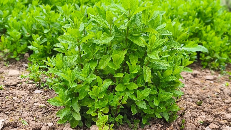 Le migliori erbe europee per la semina e il sapore autunnali 