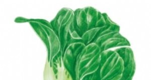 Das beste Gemüse zum Pflanzen im September für eine Herbsternte 