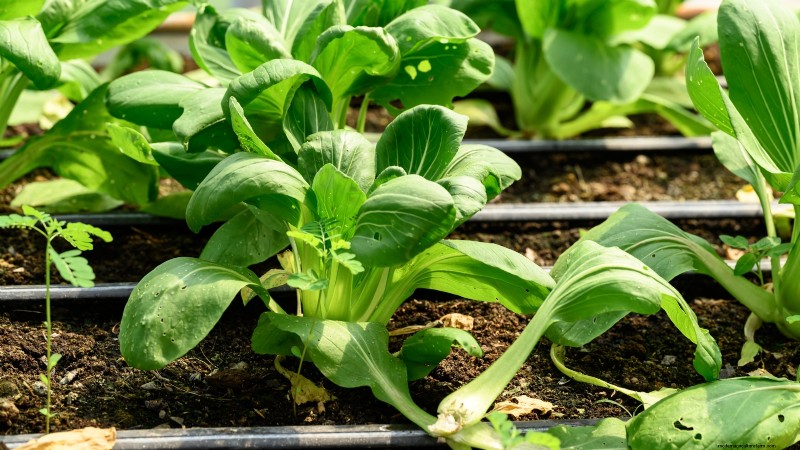 Das beste Gemüse zum Pflanzen im September für eine Herbsternte 