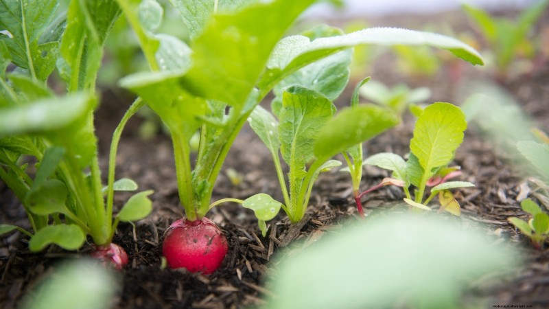 Das beste Gemüse zum Pflanzen im September für eine Herbsternte 