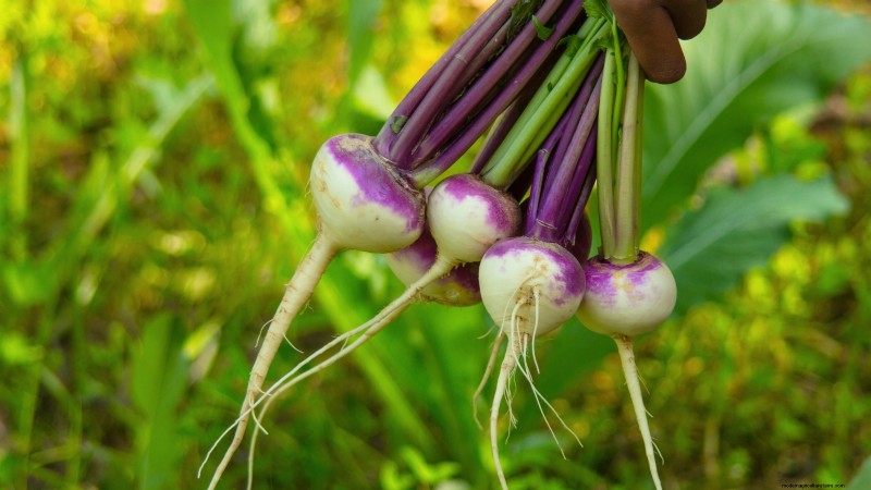 Das beste Gemüse zum Pflanzen im September für eine Herbsternte 