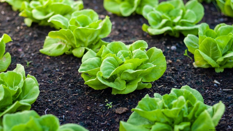 Das beste Gemüse zum Pflanzen im September für eine Herbsternte 