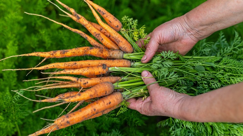 Das beste Gemüse zum Pflanzen im September für eine Herbsternte 