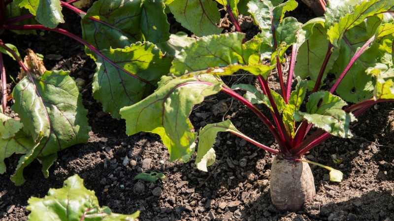 Das beste Gemüse zum Pflanzen im September für eine Herbsternte 