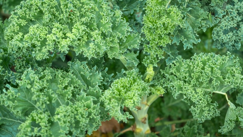 Das beste Gemüse zum Pflanzen im September für eine Herbsternte 