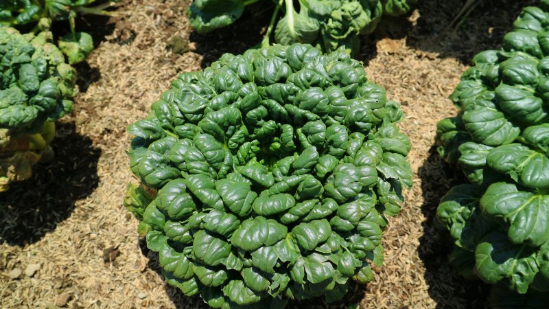 Das beste Gemüse zum Pflanzen im September für eine Herbsternte 