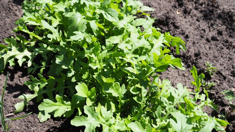 Das beste Gemüse zum Pflanzen im September für eine Herbsternte 