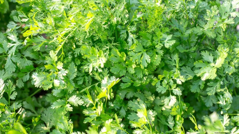 Das beste Gemüse zum Pflanzen im September für eine Herbsternte 