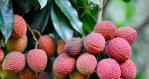 Poda poscosecha de árboles frutales:una guía 