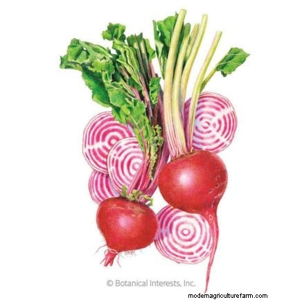 8月に種から始めるのに最適な根菜 | [あなたのウェブサイト名] 