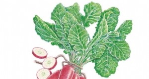 Beste overlevingstuingewassen voor het planten in augustus | Voedselzekerheid 