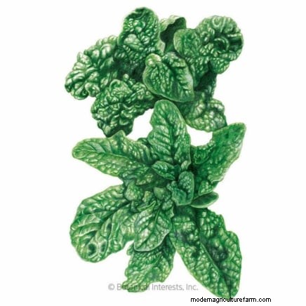 8月の植え付けに最適なサバイバルガーデン作物 |食糧安全保障 