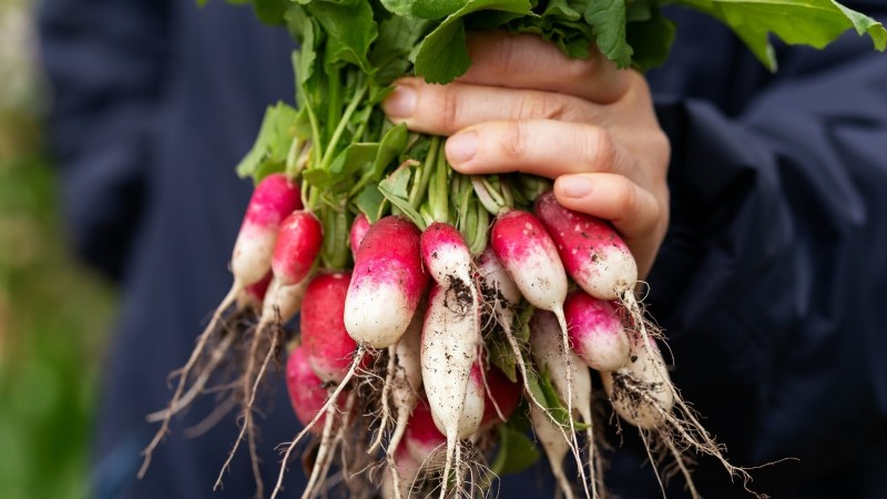8月の植え付けに最適なサバイバルガーデン作物 |食糧安全保障 