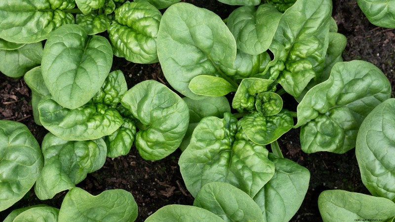 8月の植え付けに最適なサバイバルガーデン作物 |食糧安全保障 