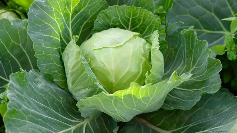 8月の植え付けに最適なサバイバルガーデン作物 |食糧安全保障 