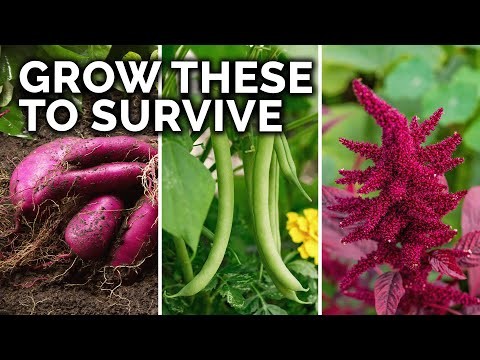 8月の植え付けに最適なサバイバルガーデン作物 |食糧安全保障 