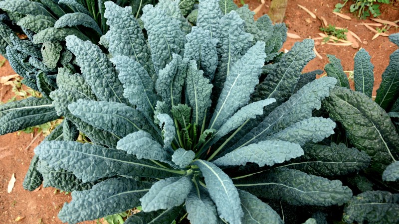 8月の植え付けに最適なサバイバルガーデン作物 |食糧安全保障 