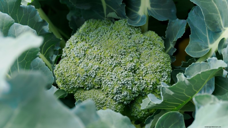 8月の植え付けに最適なサバイバルガーデン作物 |食糧安全保障 