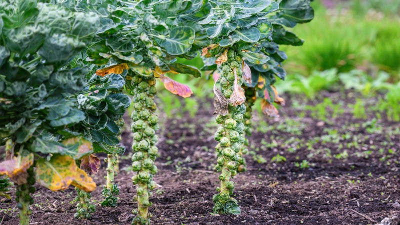 8月の植え付けに最適なサバイバルガーデン作物 |食糧安全保障 