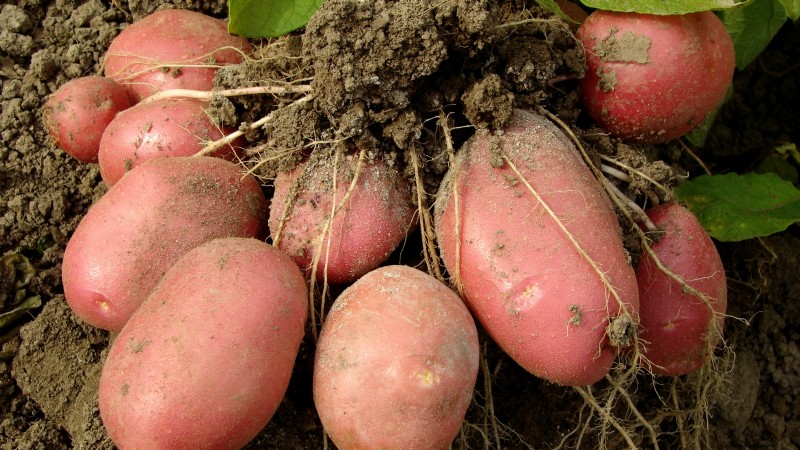 8月の植え付けに最適なサバイバルガーデン作物 |食糧安全保障 