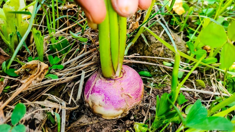 8月の植え付けに最適なサバイバルガーデン作物 |食糧安全保障 