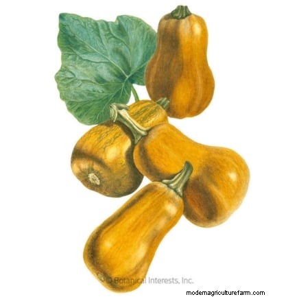 15 plantas de jardín ricas en nutrientes para combatir la inseguridad alimentaria 