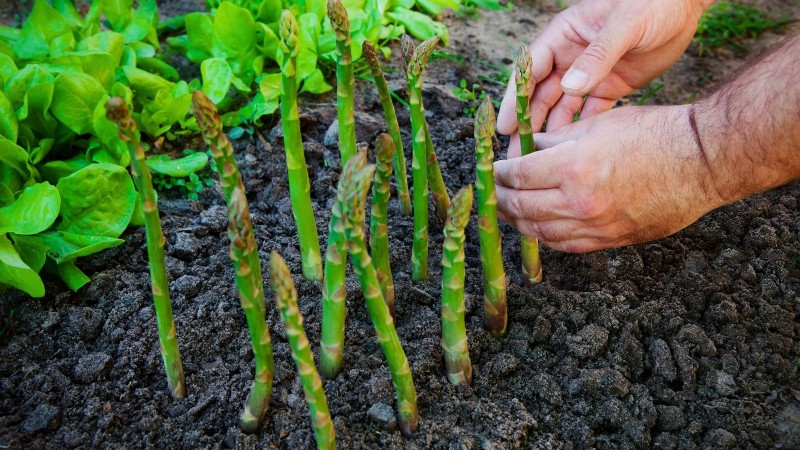 15 plantas de jardín ricas en nutrientes para combatir la inseguridad alimentaria 