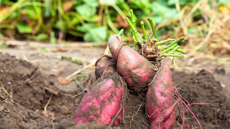 15 plantas de jardín ricas en nutrientes para combatir la inseguridad alimentaria 
