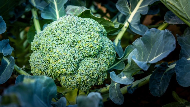 15 plantas de jardín ricas en nutrientes para combatir la inseguridad alimentaria 