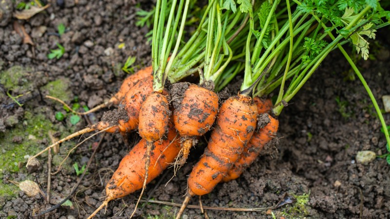 15 plantas de jardín ricas en nutrientes para combatir la inseguridad alimentaria 