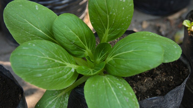 15 plantas de jardín ricas en nutrientes para combatir la inseguridad alimentaria 