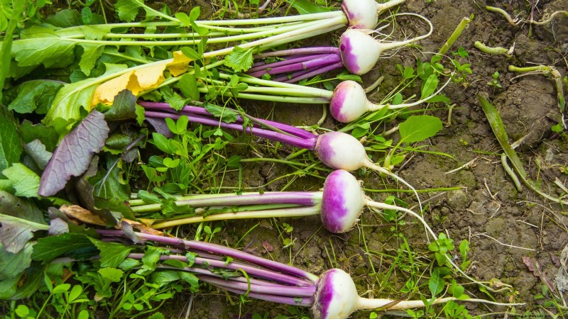 15 plantas de jardín ricas en nutrientes para combatir la inseguridad alimentaria 