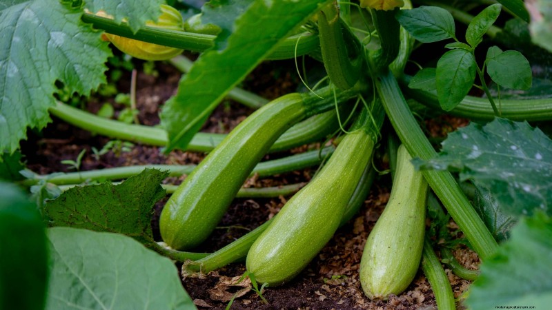 15 plantas de jardín ricas en nutrientes para combatir la inseguridad alimentaria 