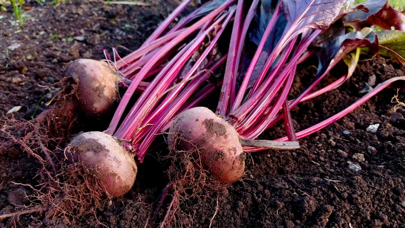 15 plantas de jardín ricas en nutrientes para combatir la inseguridad alimentaria 