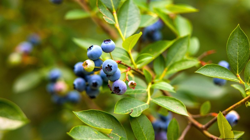 15 plantas de jardín ricas en nutrientes para combatir la inseguridad alimentaria 