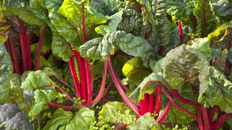 15 plantas de jardín ricas en nutrientes para combatir la inseguridad alimentaria 