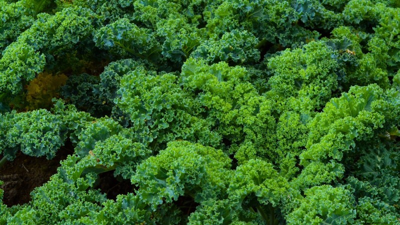 15 plantas de jardín ricas en nutrientes para combatir la inseguridad alimentaria 