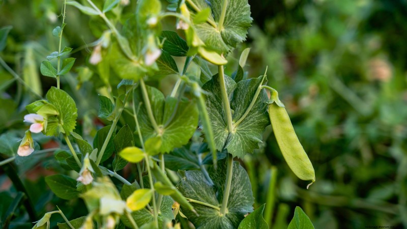15 plantas de jardín ricas en nutrientes para combatir la inseguridad alimentaria 