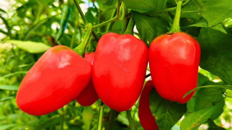 15 plantas de jardín ricas en nutrientes para combatir la inseguridad alimentaria 