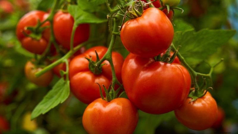 15 plantas de jardín ricas en nutrientes para combatir la inseguridad alimentaria 