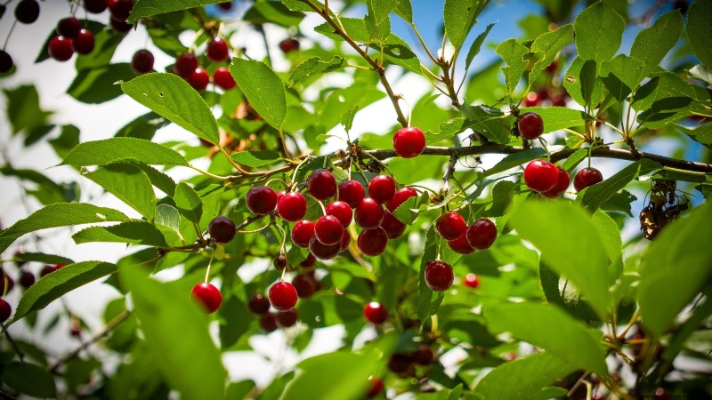 15 plantas de jardín ricas en nutrientes para combatir la inseguridad alimentaria 